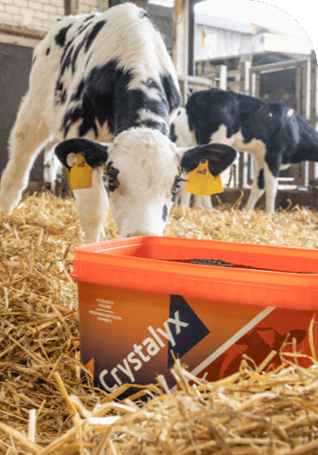 crystalyx teaser kuh